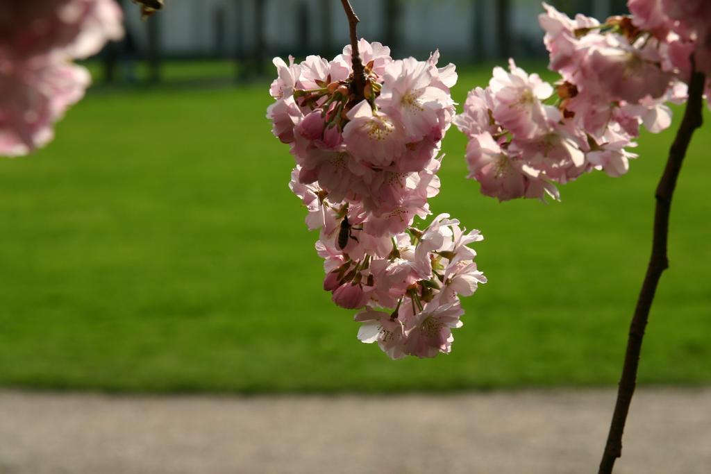 Apparthaus Pfeifer Baden-Baden Luaran gambar